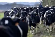 عبور عجیب یک گله گاو از مازندران تا تهران+فیلم