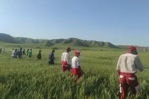 کشف جسد دختر گمشده بعد از دوسال در زمین کشاورزی/ دو دست از زیر خاک بیرون بود!