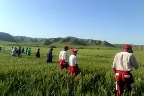 کشف جسد دختر گمشده بعد از دوسال در زمین کشاورزی/ دو دست از زیر خاک بیرون بود!