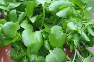 بهترین و سالم‌ترین سبزی دنیا را معرفی شد/ ترک‌ها این سبزی را خوب می‌شناسند