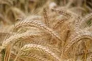 تاثیر تغییرات آب‌وهوایی بر افزایش شدید قیمت گندم
