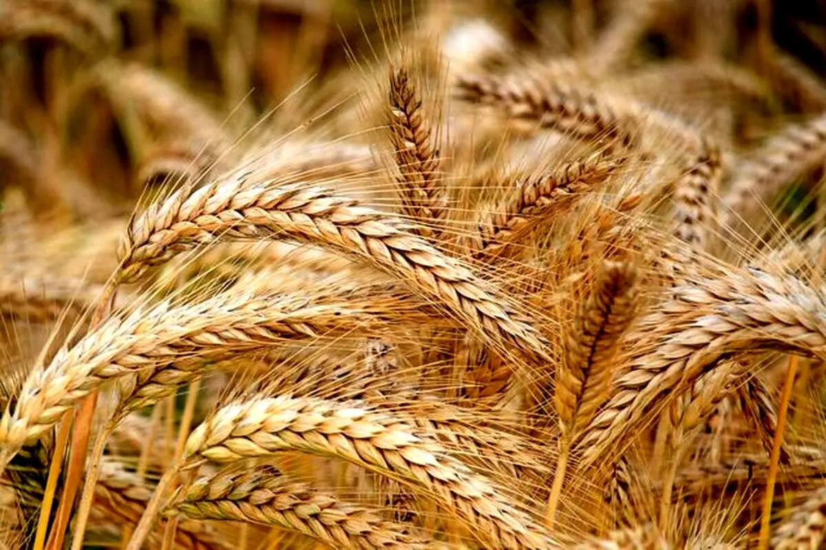 تاثیر تغییرات آب‌وهوایی بر افزایش شدید قیمت گندم