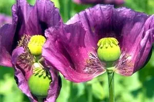 کشت شقایق الیفرا آزاد شد/ شقایق الیفرا همان تریاک است؟