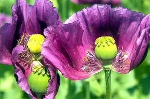 کشت شقایق الیفرا آزاد شد/ شقایق الیفرا همان تریاک است؟