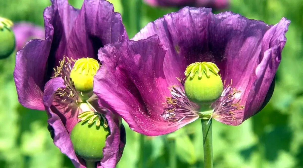 کشت شقایق الیفرا آزاد شد/ شقایق الیفرا همان تریاک است؟