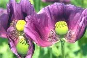 کشت شقایق الیفرا آزاد شد/ شقایق الیفرا همان تریاک است؟