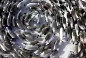 حمله ترسناک اجنه به یک گله گوسفند! + عکس