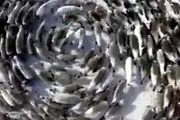 حمله ترسناک اجنه به یک گله گوسفند! + عکس