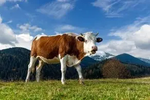 شوهر این پیرزن تبدیل به گاو شد!
