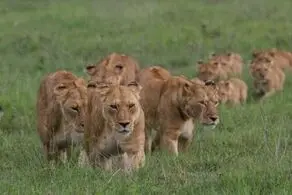 حتی تمساح‌ها جرات نزدیک شدن به شیرها را ندارند!
