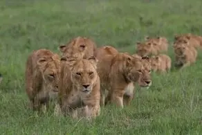 حتی تمساح‌ها جرات نزدیک شدن به شیرها را ندارند!