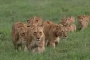 حتی تمساح‌ها جرات نزدیک شدن به شیرها را ندارند!