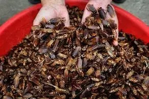 محموله قاچاق چندش آور زوج سالمند!