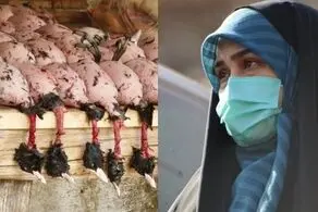 افشاگری باورنکردنی نماینده زن درباره رستوران‌های سروکننده پرندگان مهاجر
