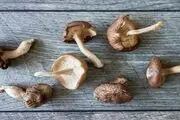 قارچ اعجاب انگیز و فوق العاده برای بدن