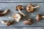 قارچ اعجاب انگیز و فوق العاده برای بدن