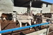قیمت پشگل  الاغ هم نجومی شد