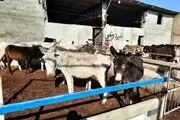 قیمت پشگل  الاغ هم نجومی شد