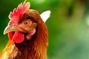 ماجرای عجیب تزریق خون مرغ به کودکان چیست؟!