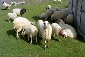 قیمت دام زنده امروز ۱۳ خرداد اعلام شد 