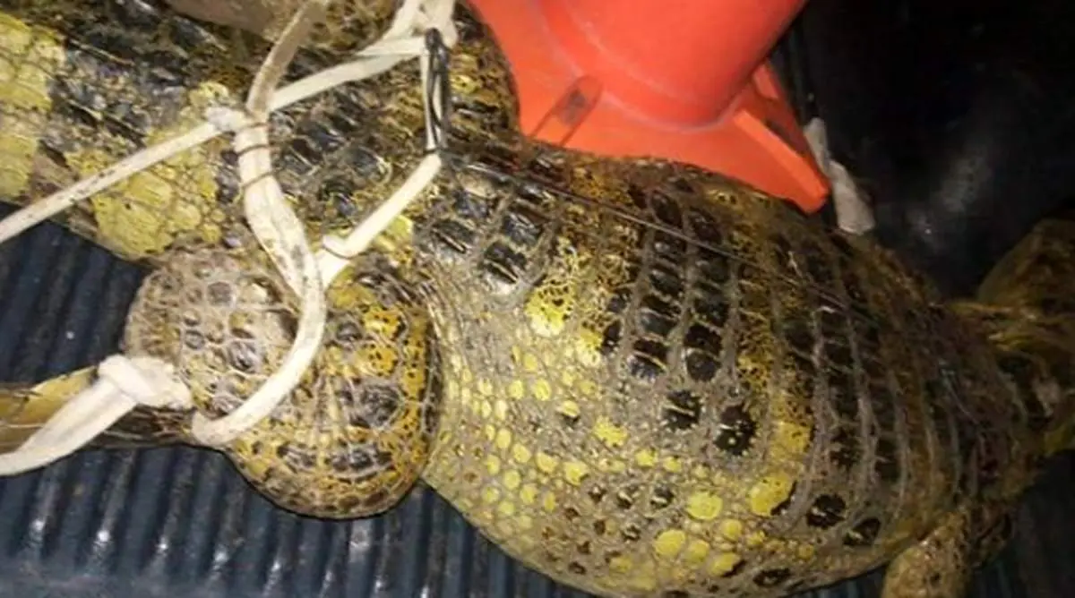 پسر ۶ ساله طعمه تمساح شد +عکس