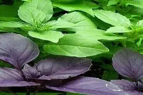این سبزی هم ضد کروناست هم قند خون را کاهش می‌دهد
