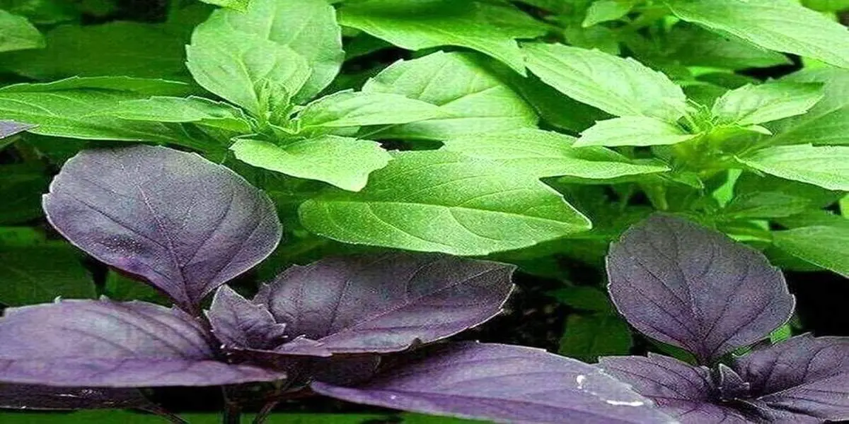 این سبزی هم ضد کروناست هم قند خون را کاهش میدهد