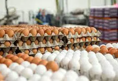 گوشت، تخم مرغ، لبنیات و حبوبات گران شد/جدول