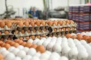 قیمت جدید تخم‌مرغ، مرغ و روغن اعلام شد