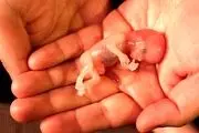 سقط جنین زوری در نیمه شب/ نقشه شوم شوهر و خواهرانش برای تازه عروس