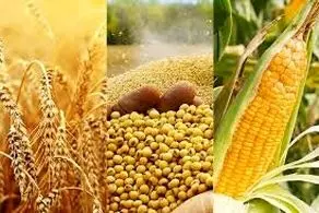 واردات مواد غذایی چین رکورد زد