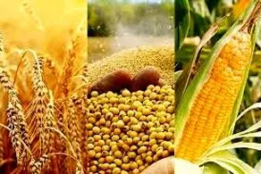 واردات مواد غذایی چین رکورد زد