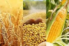 واردات مواد غذایی چین رکورد زد