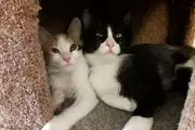 این زن عاشق گربه ها با عمل های زیبایی خودش را تبدیل به گربه کرد/ عکس