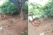 آزار و اذیت دردناک فیل ها توسط چند جوان
