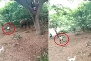 آزار و اذیت دردناک فیل ها توسط چند جوان