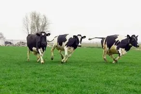 حمله وحشتناک گاوها!+عکس