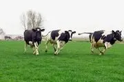 حمله وحشتناک گاوها!+عکس