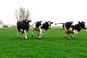 گاو‌ها به دستشویی می‌روند!