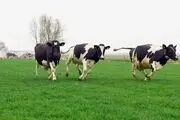 گاو‌ها به دستشویی می‌روند!