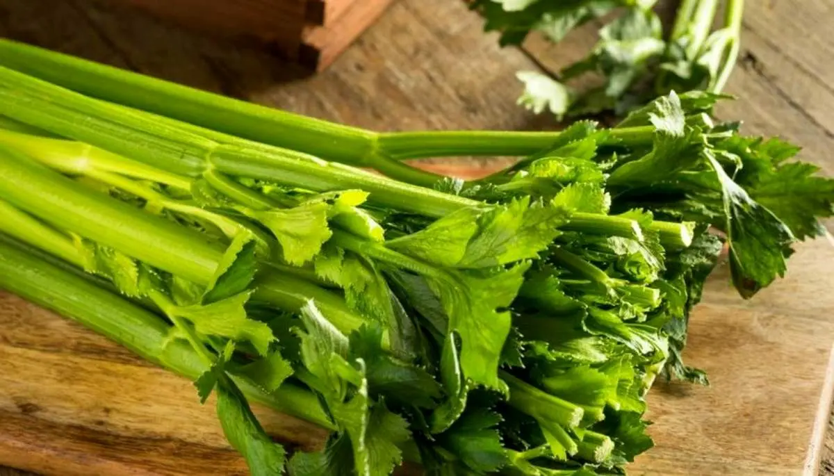 بجای آب کرفس، دمنوش کرفس بخورید+ طرز تهیه
