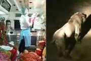 زن جوان وسط 12 شیر وحشی زایمان کرد! + عکس