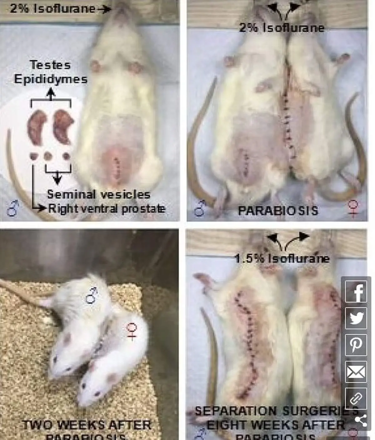 دانشمندان یک موش نر را باردار کردند