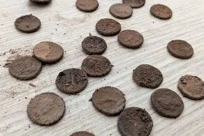 بارش باران، گنج سکه‌های ۲هزارساله بیرون انداخت/ عکس