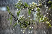 احتمال بارش باران در این 14 استان