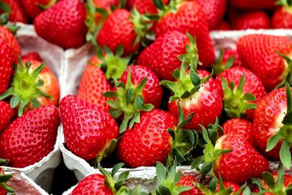 کاهش وزن با این 5 میوه تابستانی!