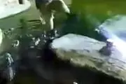 سقوط هولناک مرد جوان داخل استخر تمساح ها! + عکس
