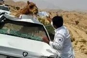 شتر یک نفر را به کشتن داد