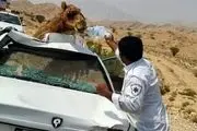شتر یک نفر را به کشتن داد