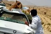 شتر یک نفر را به کشتن داد